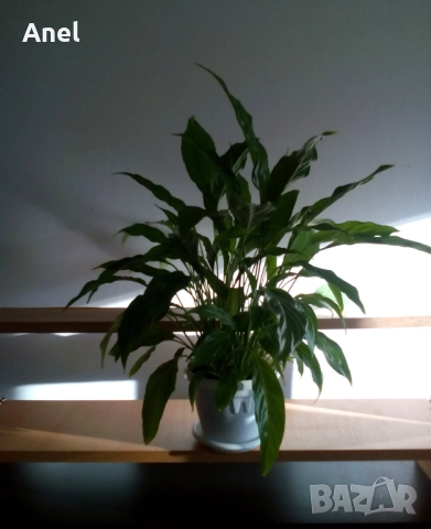 Красив голям Спатифилум / Лилия на мира + пулверизатор за пръскане на листата, снимка 2 - Стайни растения - 48694365