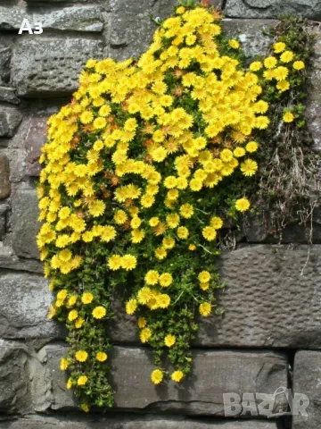 Продавам цветя Делосперма - розова, червена, жълта и бяла, снимка 18 - Разсади - 36552409