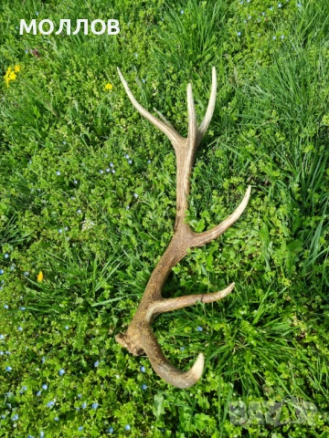 Рога на Благороден Елен , снимка 2 - Декорация за дома - 54092198