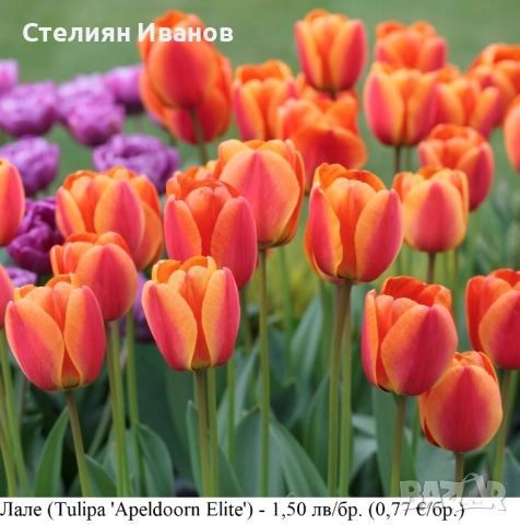Лале (Tulipa 'Apeldoorn Elite') – луковици