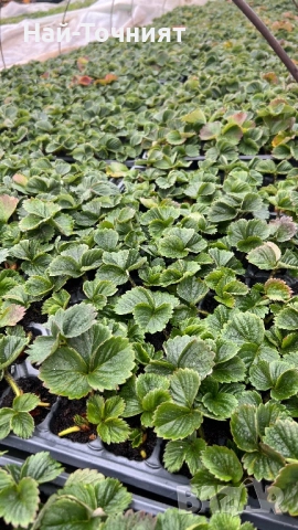 Разсад ягоди, сорт “Клери”, снимка 4 - Разсади - 52917371