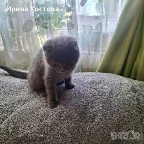Продават се шотландски клепоухи котенца, снимка 2 - Британска късокосместа - 53937686