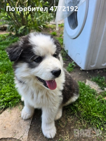 Малки Сибирски Хъскита, снимка 2 - Хъски - 53917126