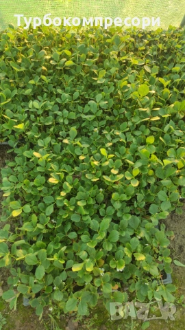 Предлагам  разсад целогодишни ягоди сорт Албион , снимка 4 - Разсади - 53908913