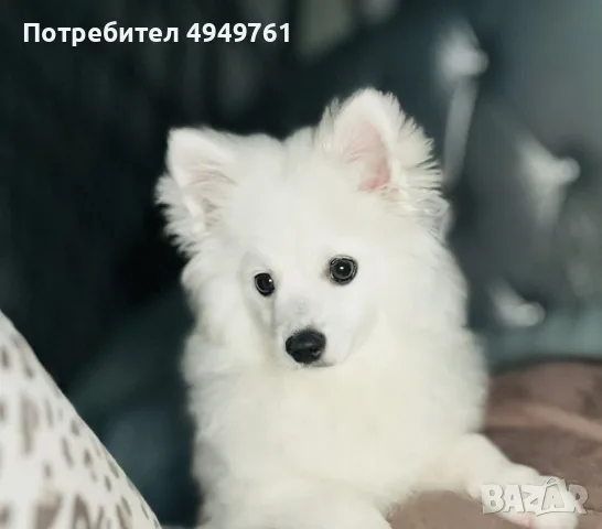 Продавам Померан Шпиц 