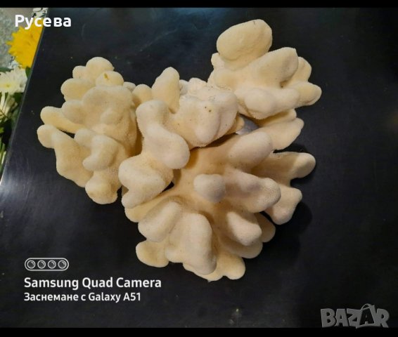 Красив естествен корал, снимка 2 - Колиета, медальони, синджири - 42696506