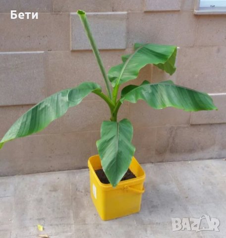  Банови палми Муса- НАМАЛЕНИ