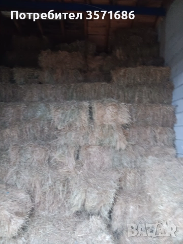 Бали Сено, снимка 3 - Други животни - 52580783