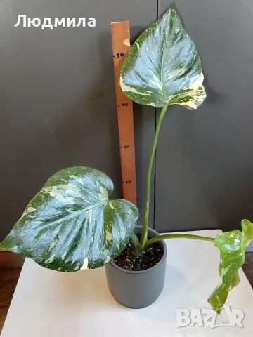 Monstera Thai Constellation /Монстера Тай Констеллейшъ