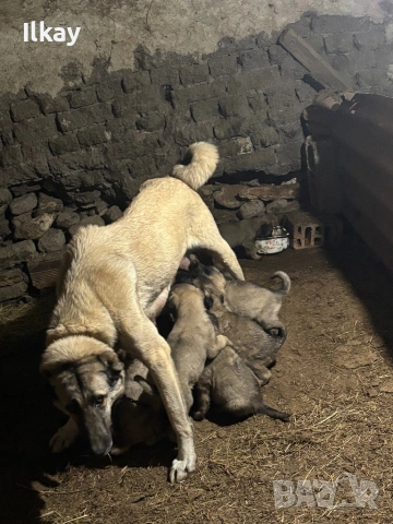 Елитни Кангалчета, снимка 5 - Кангал - 53045413