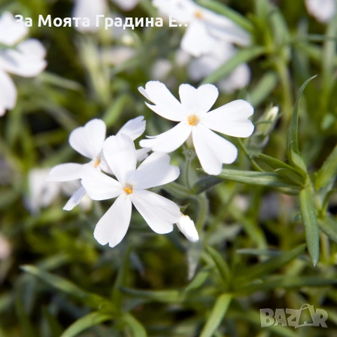 Флокс - 6 цвята /Почвопокривен и каскаден, снимка 6 - Градински цветя и растения - 54020877