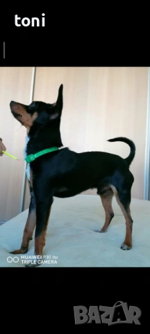 Млад мини пинчер си търси партньорка, снимка 3 - Пинчер - 54170536