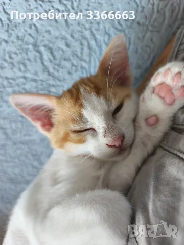 ПОДАРЯВАМ женски котенца, снимка 8 - Други - 56439705
