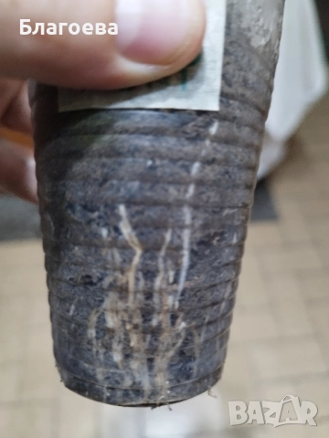 Комплект вкоренени резници Мушкато 10 бр - 6 цвята, снимка 7 - Стайни растения - 44395633