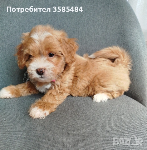 Shih poo/Ши ПУ момченца, снимка 8 - Ши Тцу - 54238241
