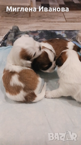 Ши тцу, снимка 17 - Ши Тцу - 52447041