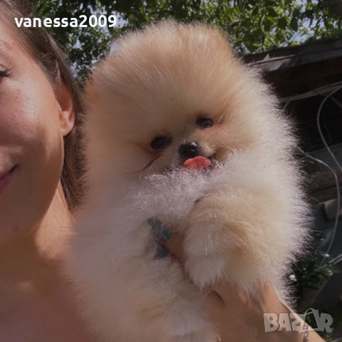 Продавам померани, снимка 5 - Померан - 33241409