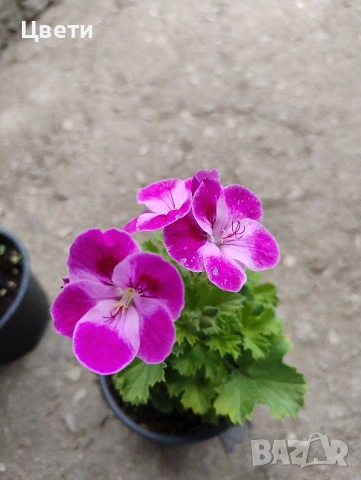 Продавам кралско мушкато , снимка 2 - Стайни растения - 54343992