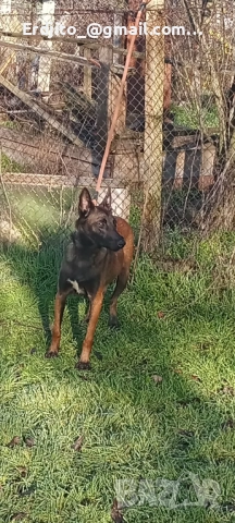 Белгийска овчарка Малиноа, снимка 5 - Белгийска овчарка - 52793479