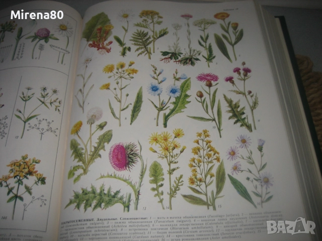 Биологический енциклопедический словарь, снимка 7 - Чуждоезиково обучение, речници - 52878461