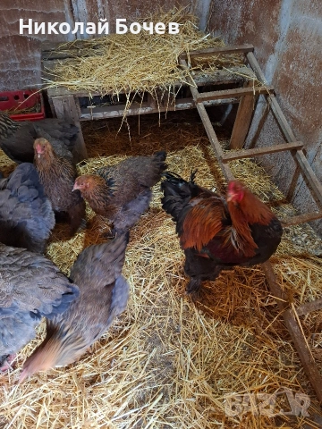 Яица за люпене от Кохен ,Брама,Орпингтон и Копринки, снимка 6 - други­ - 53056688