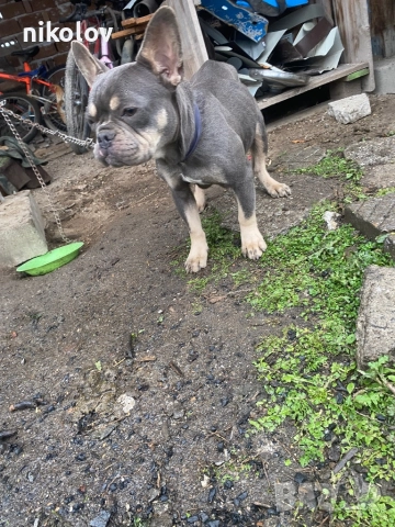 3 малки кученца и майка , снимка 3 - Други - 52891538