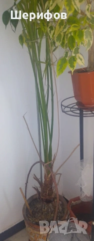 Продавам Палма