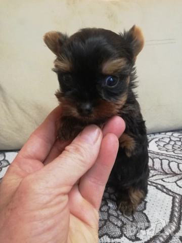 Йоркширски териер, снимка 9 - Йоркширски териер - 52866279