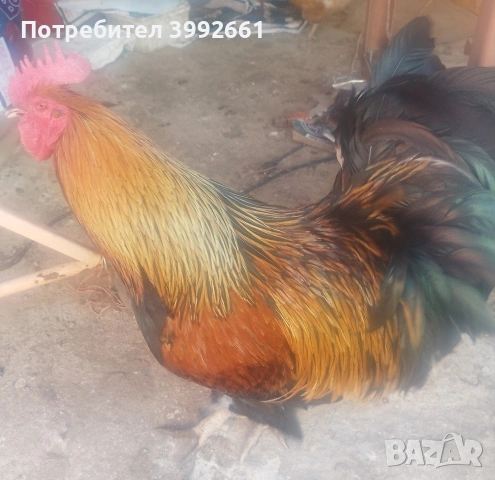 Продавам 11 месечни петли, снимка 5 - Кокошки и пуйки - 54133066