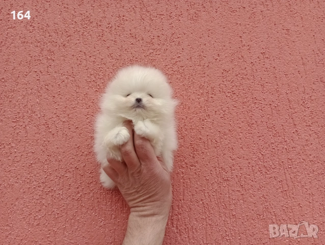 Чисто бели мини Померани. Реални снимки !!! , снимка 12 - Померан - 53915646