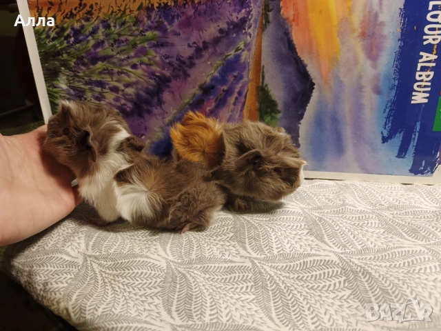 Малки морски свинчета, снимка 4 - Морски свинчета - 53875539