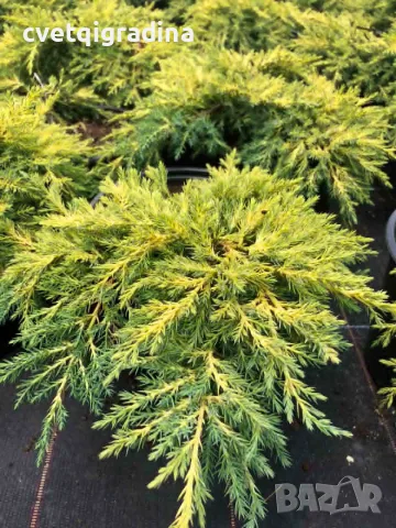 Juniperus ‘Gold Star’ (Хвойна ‘Gold Star’), снимка 2 - Градински цветя и растения - 56328132