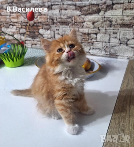Персийски котета, снимка 7 - Персийска - 53958055
