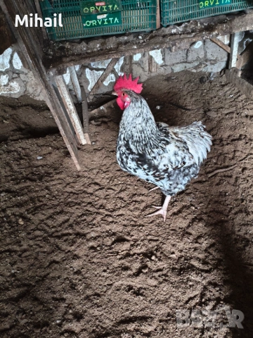 Продавам петли, снимка 4 - Кокошки и пуйки - 53222117