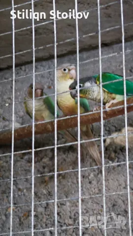 Млади пирура молина хипоксантия