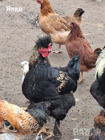 Домашни петли, снимка 12 - Кокошки и пуйки - 52912712