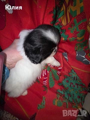 Японски хинчета, снимка 2 - Други - 54248906