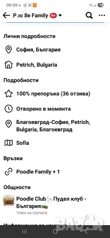 Той пудел априкот момченце-FCI, GENETIC,PL, снимка 12 - Пудели - 55895025