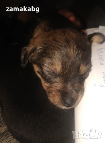 Подаряваме 6 малки кученца бели светли душички в черни кожухчета, снимка 3 - Други - 53339034