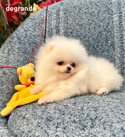 Уникален мъжки померан в продажба, снимка 2 - Померан - 51409581