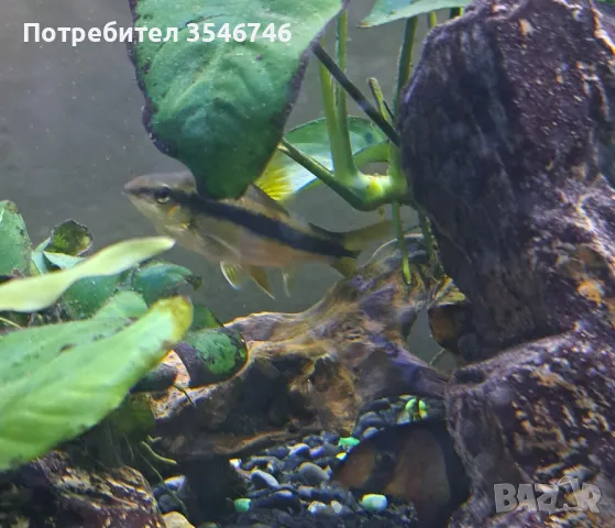 Сае/сиамски алгояд/, снимка 1