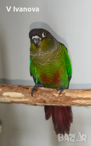 Социално и самостоятелно бебе папагал пирура 