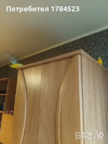 Поен мъжки папагал 25г, снимка 16 - Папагали - 54091098