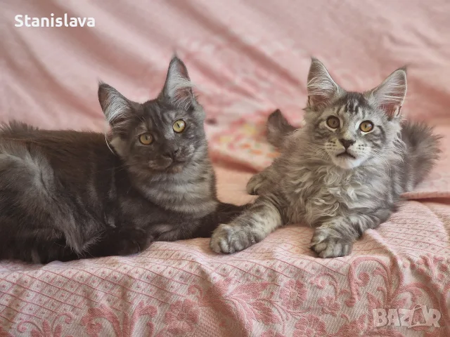 котенца Мейн Куун