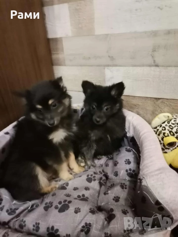 Помераан шпиц момче момиче, снимка 2 - Шпиц - 52397633