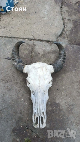 череп на бивол