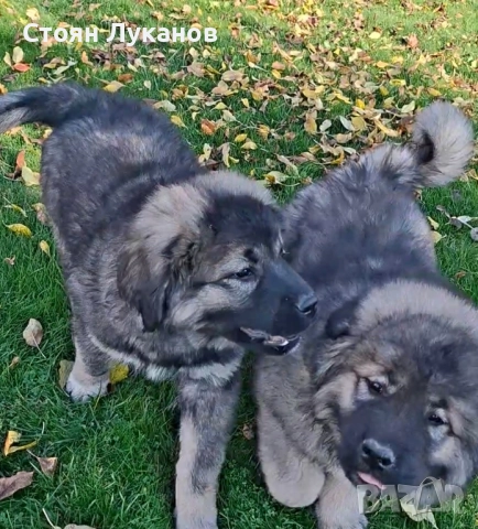 Кавказка Овчарка , снимка 7 - Кавказка овчарка - 52462694