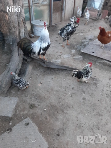 Продавам минало годишни кокошки 5бр.и два броя петли