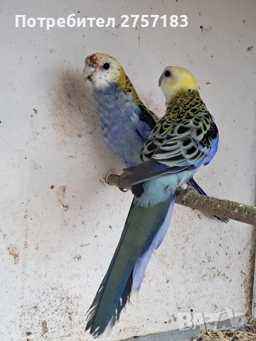 продавам чифт белоглава розела, снимка 3 - Папагали - 54003221