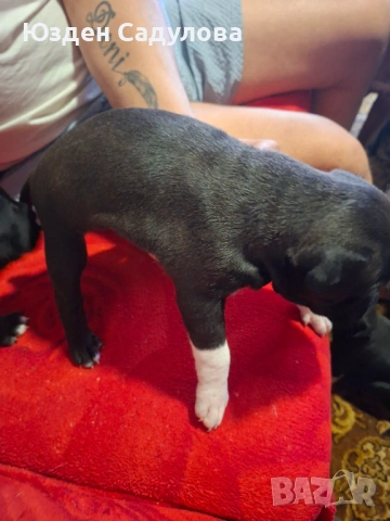 Питбул бебета, снимка 7 - Питбул - 54087165